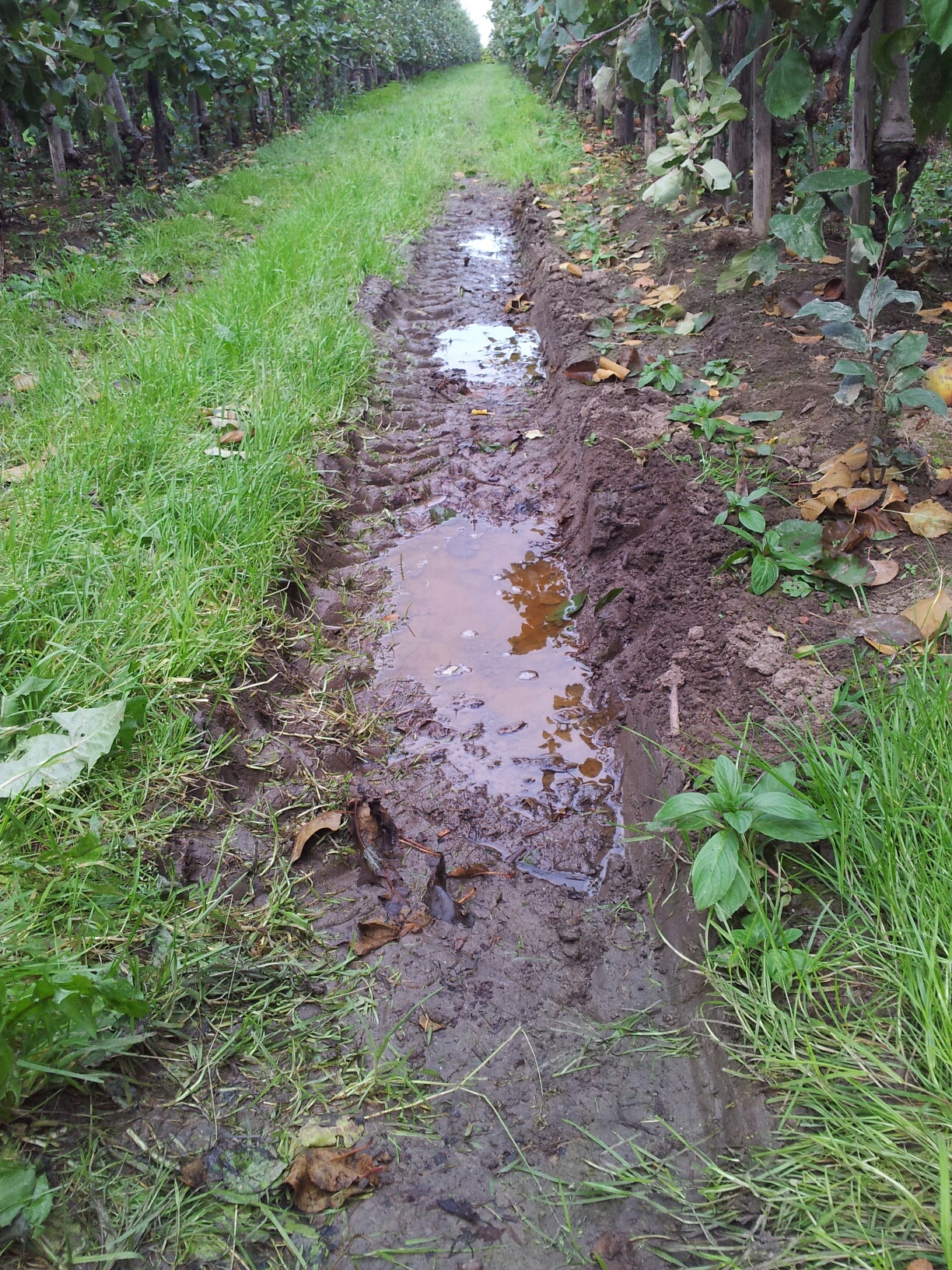 houtcompost-1