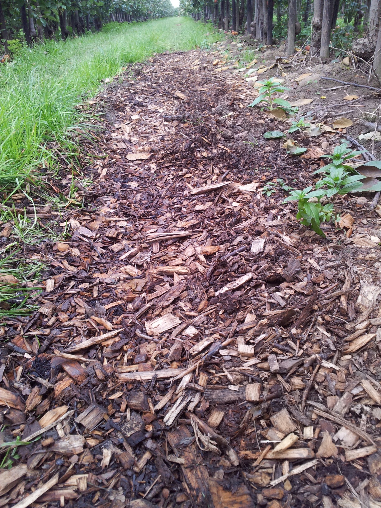 houtcompost-2